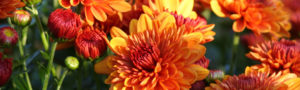 Close-up image of autumn flowers