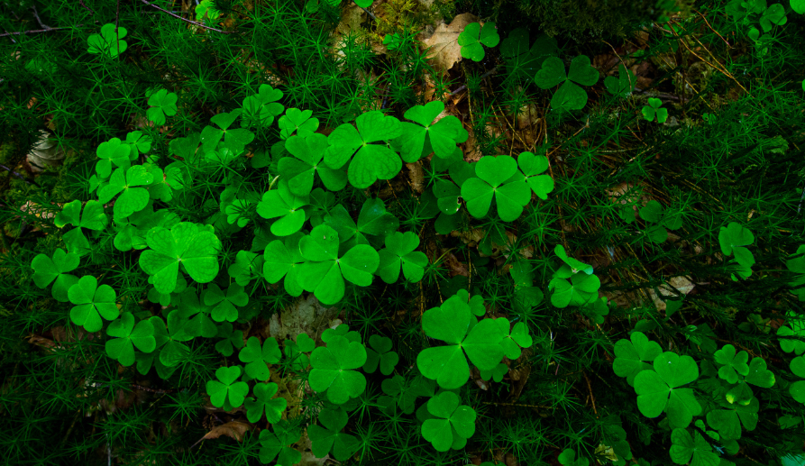 Clovers for St. Patrick's Day